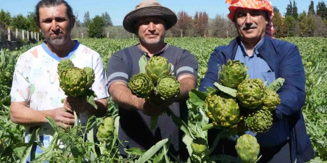 Karaciğer dostu üründe hasat sürüyor! Yılda 11.000 ton ürün elde ediliyor 3